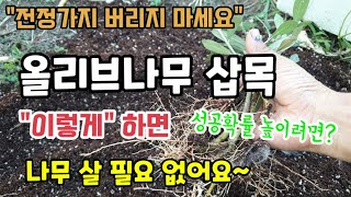 전정가지로 올리브나무삽목 이렇게하면 올리브나무 살필요없어요  삽목 성공확률 높이려면?