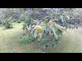 Chestnut orchard walk around nut tree hobby growing grafted varieties