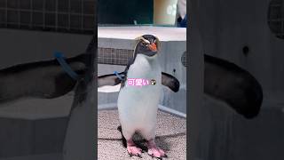 可愛いペンギンさん #aoao  #ペンギン #水族館 #北海道