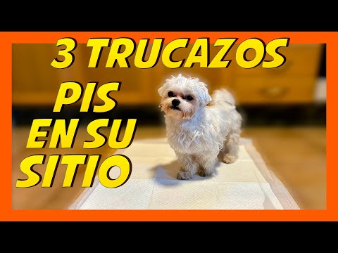 Teaching a puppy to use a training pad 🐶🏆 | Dog Training ❤️