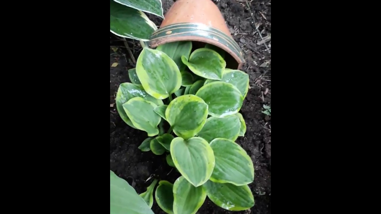 Мини хоста Майти Маус ( лат. Hosta Mighty Mouse)