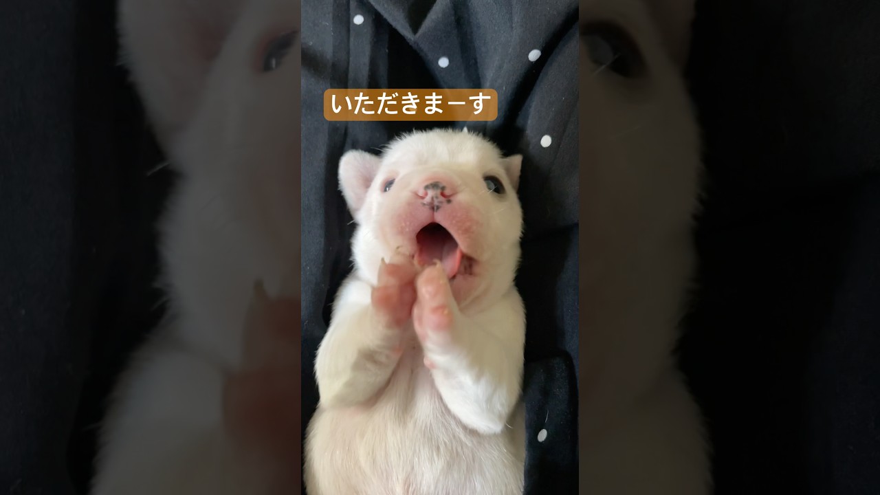 いただきまーす！お行儀の良いフレブル赤ちゃん #dog #frenchbulldog #shorts