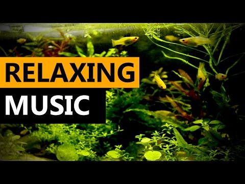► Relaxing music for 3 Hours ► Molly fish [Aquarium sounds]
