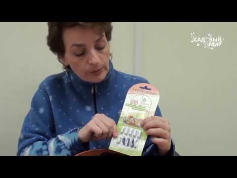 Бегония клубневая: секреты ухода и выращивания