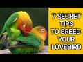 Lovebird breeding | Breeding cage breeding box and love bird breeding tips