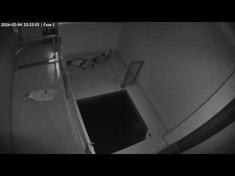 Seals live | Phase 1 @ WEC Lauwersoog, Netherlands