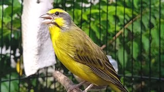 Download lagu Pancingan mozambik bahan & macet agar bunyi cepat gacor - bikin mozambik cepat ngerol mp3 Download lagu Pancingan mozambik bahan & macet agar bunyi cepat gacor - bikin mozambik cepat ngerol mp3