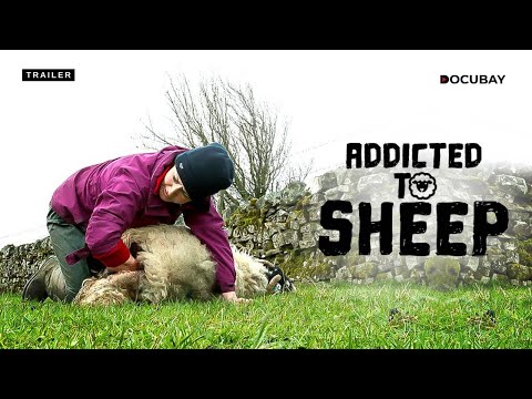 Addicted to Sheep - Watch a Farmer's Family's Quest to breed the Perfect sheep - Documentary Trailer