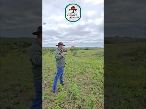 🌾 SÍTIO CACHOEIRINHA – 28 HECTARES FORMADOS EM CAPIM BUFFEL E PRONTO PARA PRODUZIR 🌾