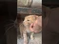 Milo