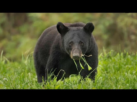 Bear Spotted in Yonkers