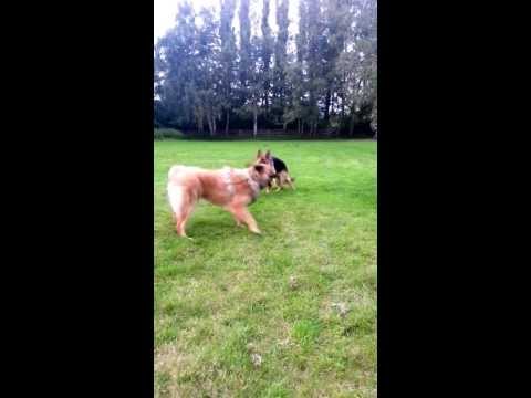 Toby vom alten Herrenhaus 6 Monate Nr.2