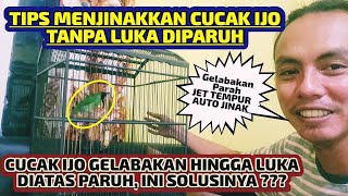 Download lagu #1 🔴 INI VIDEO YANG DICARI || BEGINI CARA MENJINAKKAN BURUNG CUCAK IJO mp3 Download lagu #1 🔴 INI VIDEO YANG DICARI || BEGINI CARA MENJINAKKAN BURUNG CUCAK IJO mp3