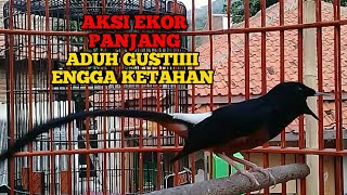 Download lagu MURAI BATU MEDAN EKOR PANJANG enak di pandang enak di gantang mp3 Download lagu MURAI BATU MEDAN EKOR PANJANG enak di pandang enak di gantang mp3