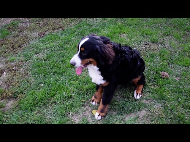 Bernese Mountain Dog puppy for sale