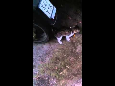 Vermi a segni di gattini e sintomi Ci possono essere piagnucolamenti a vermi