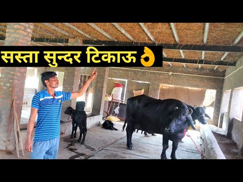 How to Make Dairy Farm Shed