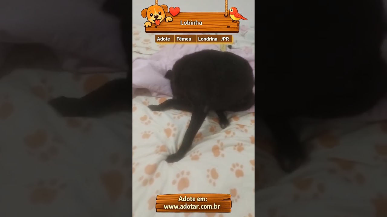Cachorro raça SRD-ViraLata idade 3 anos nome Lobinha