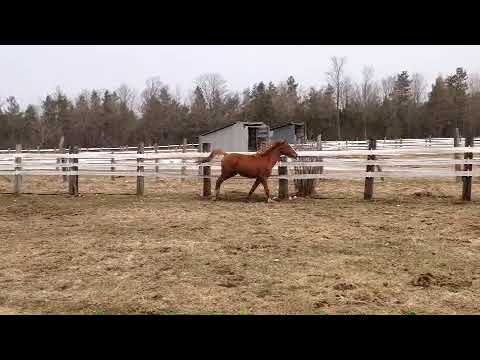 KariRoyaltylongvideoApril2019IMG 3265 1