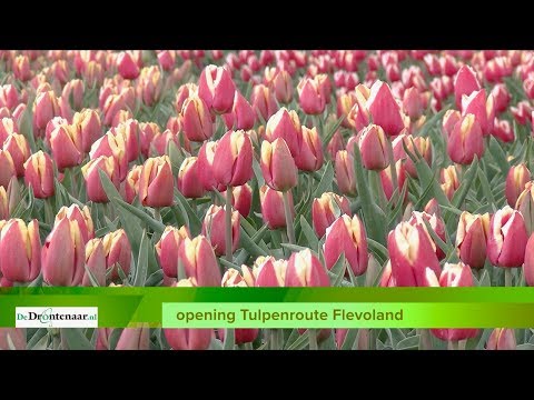 Dronten wil dat de provincie meebetaalt aan Tulpenroute: „Steeds groter evenement” Dronten wil dat de provincie meebetaalt aan Tulpenroute: „Steeds groter evenement”