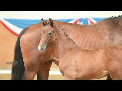 Holsteiner Fohlenauktion 2016 in Elmshorn - Nr. 22 v. Cellestial - Casall