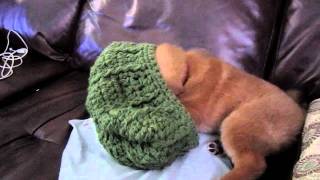 Yoshi and Big Greenie