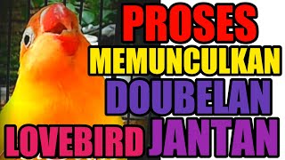Download lagu Cara Merawat Lovebird Jantan Sistem Untulan - Settingan Part 2 Suara Doubelan Lovebird mp3