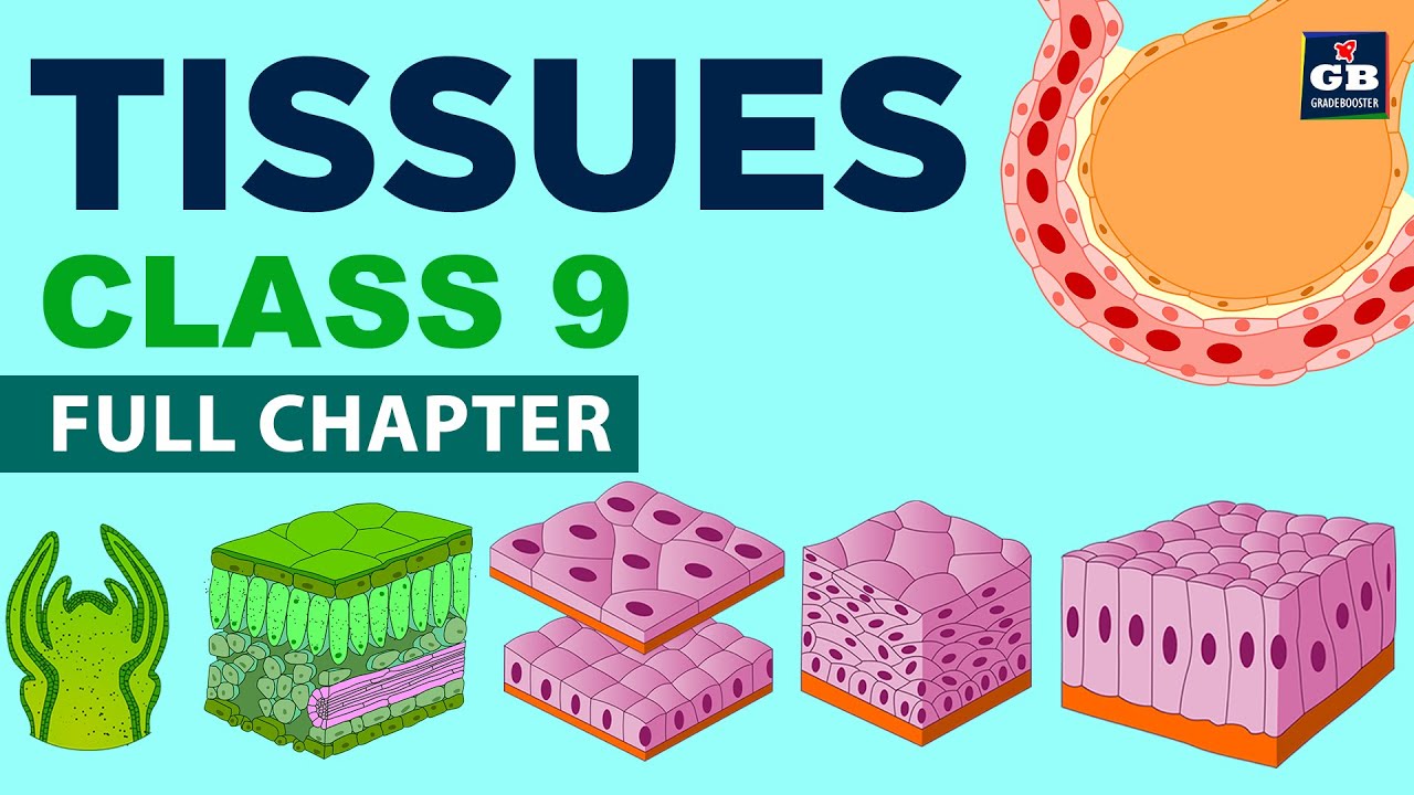#Tissues Class 9 Full chapter (Animation) | cbse 9  Biology | chapter 6| NCERT  | Gradebooster