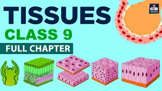 #Tissues Class 9 Full chapter (Animation)  cbse 9 