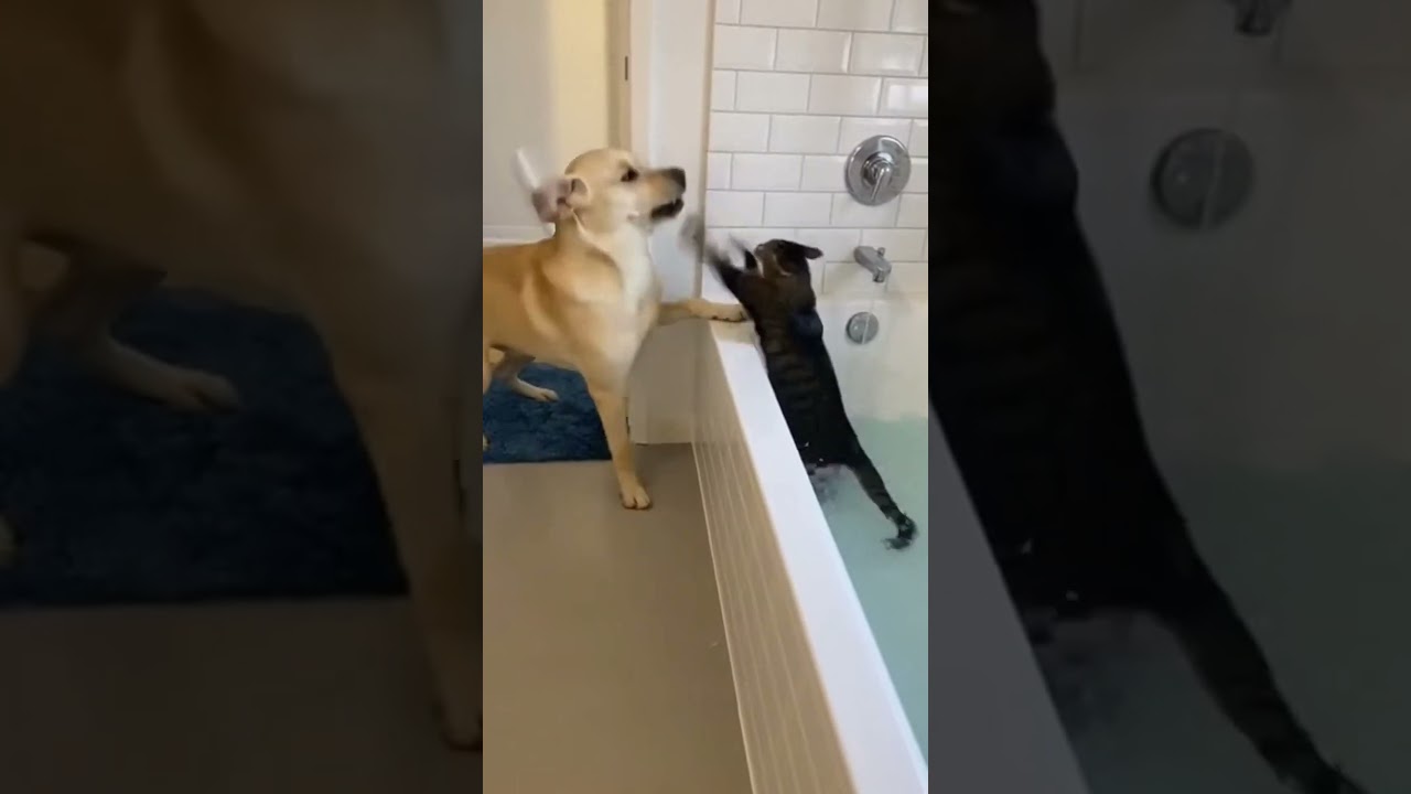 #funny#dog#cat#viral#trending #viral #trending #short