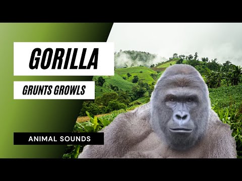 The Animal Sounds: Gorilla Grunts, Growls / Sound Effect / Animation