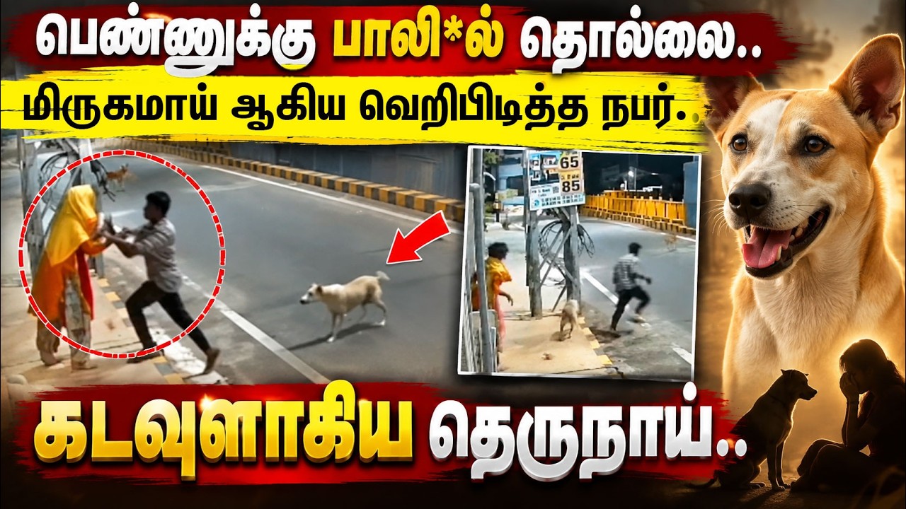 பெண்ணுக்கு பாலியல் தொல்லை..! வெறிபிடித்த நபரிடம் இருந்து காப்பாற்றிய தெருநாய் | Kovai | Coimbatore பெண்ணுக்கு பாலியல் தொல்லை..! வெறிபிடித்த நபரிடம் இருந்து காப்பாற்றிய தெருநாய் | Kovai | Coimbatore