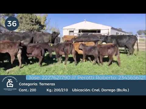 Lote HEMBRAS A TERMINO- Cnel Dorrego Bs As