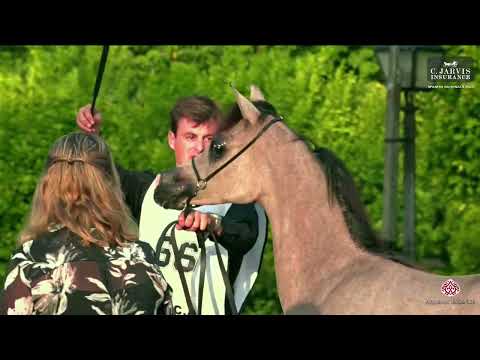 N 66 NAYA AL JOOD   Spanish Nationals 2023   Futurity Fillies Class FF