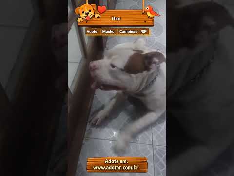 Vídeo de Thor