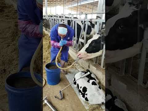 🩺 Veterinarian Shows You How to Pass a Stomach Tube Safely and Effectively 🩺