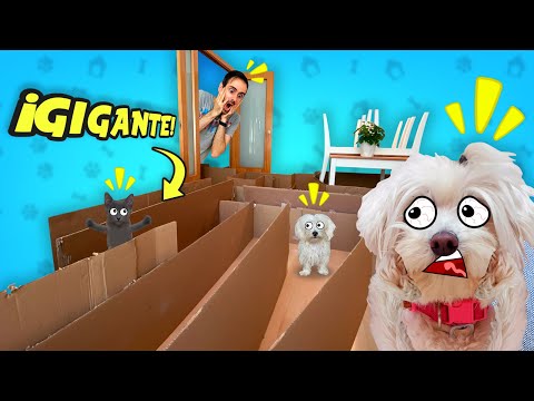 CAT VS DOG TRAPPED IN A GIANT CARDBOARD MAZE INSIDE THE HOUSE!!