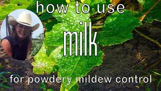 How to use Milk to Control Powdery Mildew ~ Get Rid of Powdery Mildew