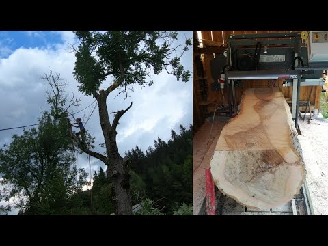 100 Jahre alte Esche abtragen und zu Pfosten verarbeiten | Subtitled