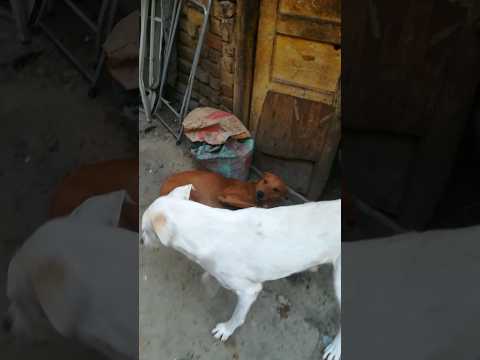 #dogs #funnyvideo😂😁🤣 #viralshots #petvlog (Raheem Qureshi)