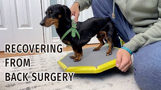 Crusoe Dachshund's 3 Week Update - Recovering from IVDD Back Surgery