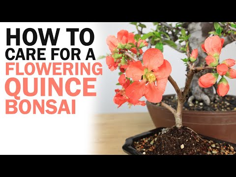 , title : 'How to Care for a Flowering Quince Bonsai'