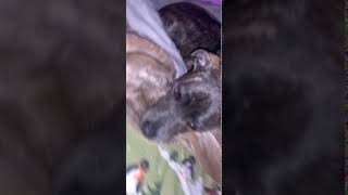 Southern Hound Puppies Videos