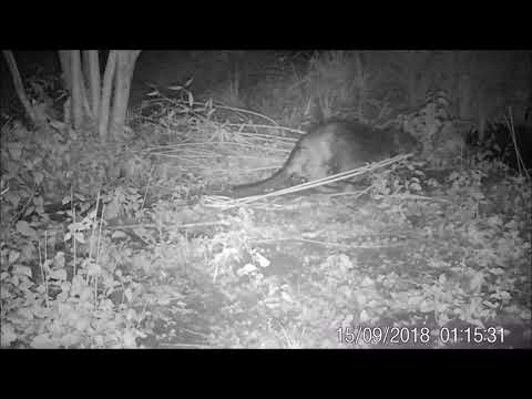 2018-09-15 Biber Walldürn