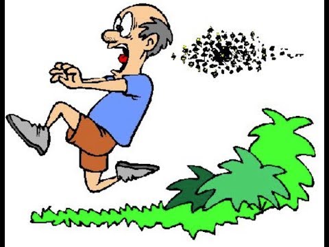 Bees attack at the goat ranch