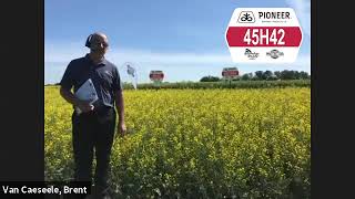 NEW! Pioneer Protector® Canola Hybrid 45H42