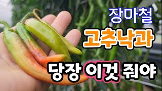 장마철 고추 낙과 시드름병 딴저병 이렇게 관리해야