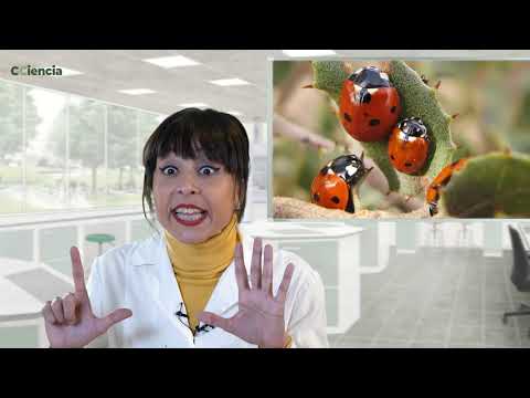 Vídeo: Os nomes da Maruxiña