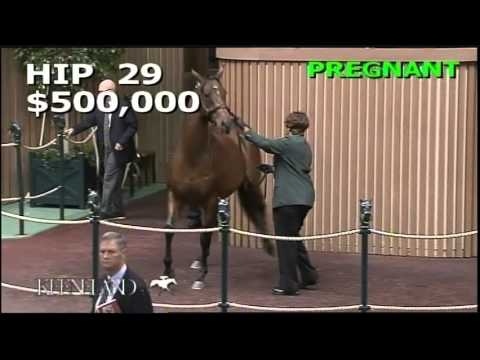 2015 November Breeding Stock Sale: Hip 29 - Comedy