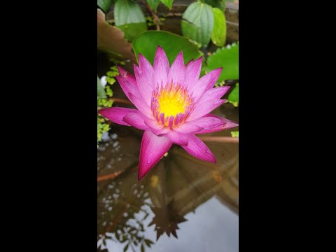 Red Water Lily | Pygmaea Rubra Water lily (Nymphaea Pygmaea rubra)